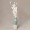 Bunny Tails White Pampas Grass