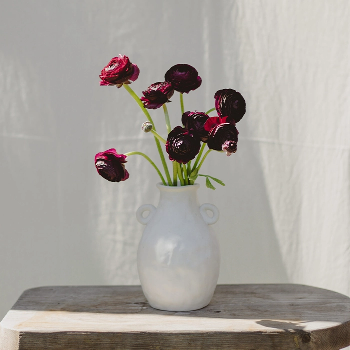 Burgundy Ranunculus