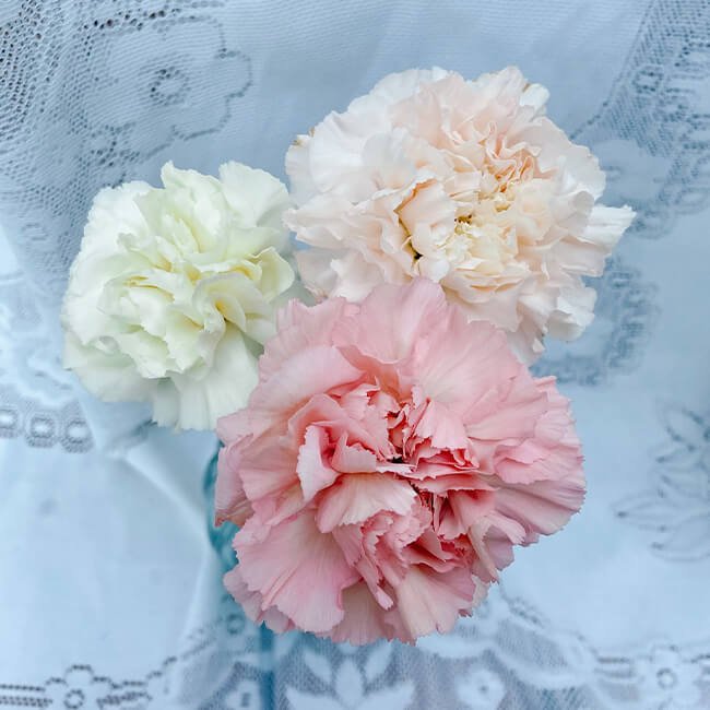 Cream Carnation Standard2