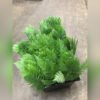 Dagger Fern Florist Supplies
