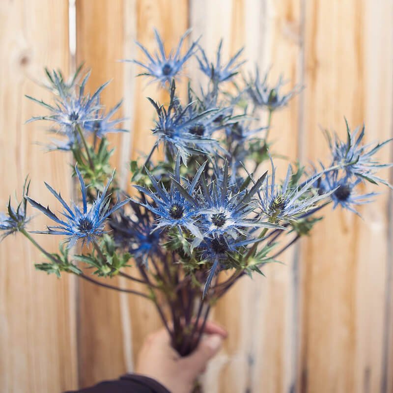 Eryngium Flower Delivery Canada