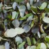 Eucalyptus Silver Dollar Flower Delivery Vancouver