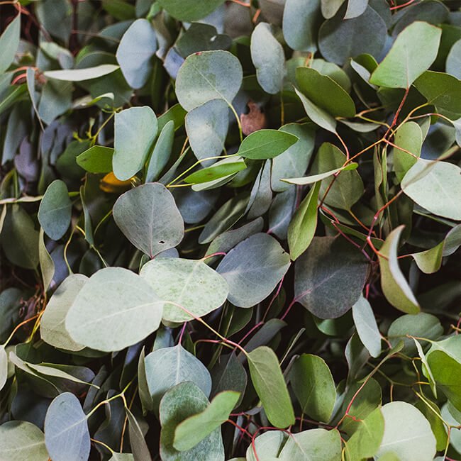 Eucalyptus Silver Dollar Flower Delivery Vancouver