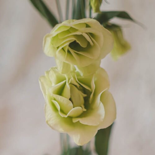 Green Lisianthus 1