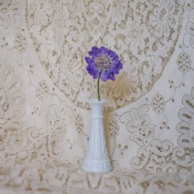 Lavender Scabiosa Florist Vancouver