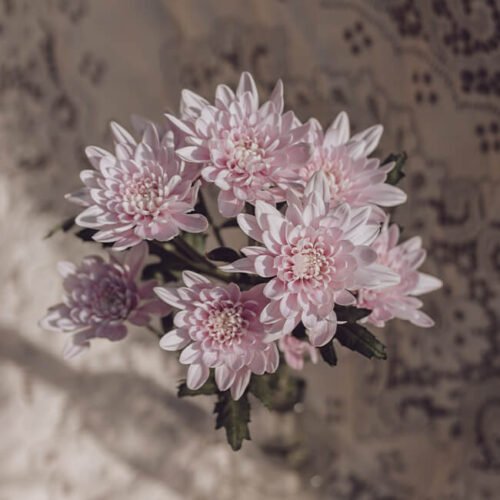 Light Purple Mums Spray Flower Delivery