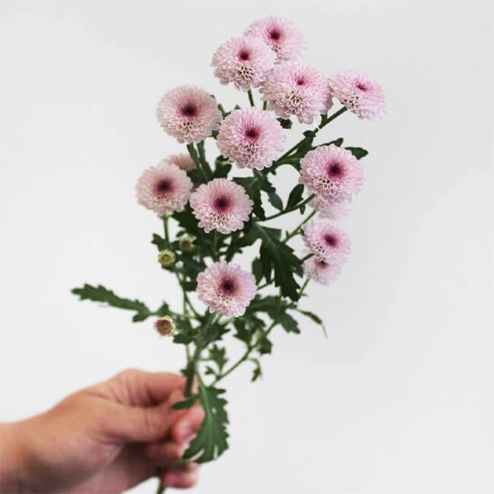 Light Purple Pink Pom Pom Mums Flower Delivery