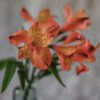 Orange Alstromeria