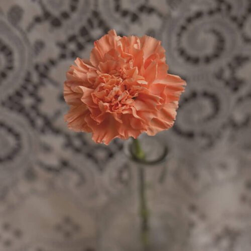 Orange Carnation Standard