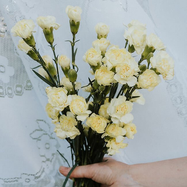 Pale Yellow Mini Carnations Florist Near Me