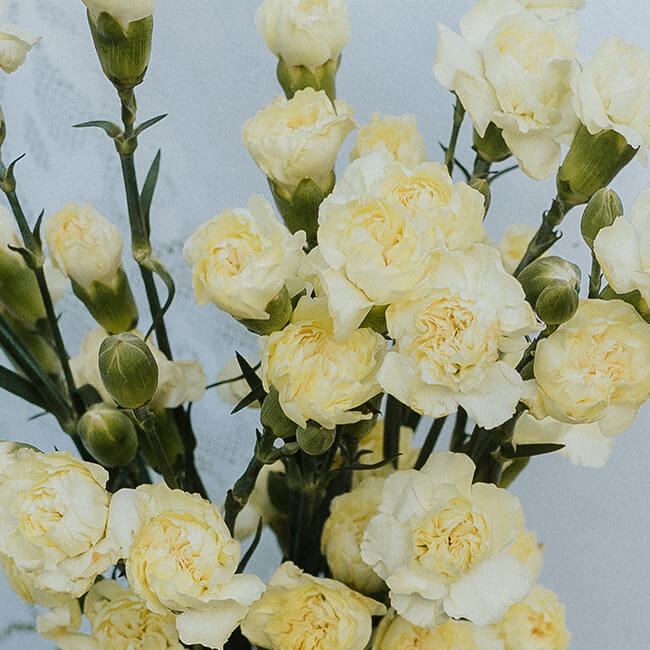 Pale Yellow Mini Carnations Flower Delivery