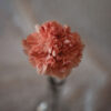 Peach Carnation Standard Flower Delivery