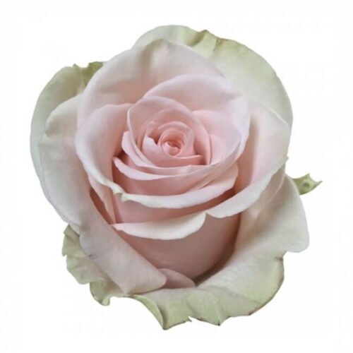 Peach Salma  Roses  Standard Florist Near Me