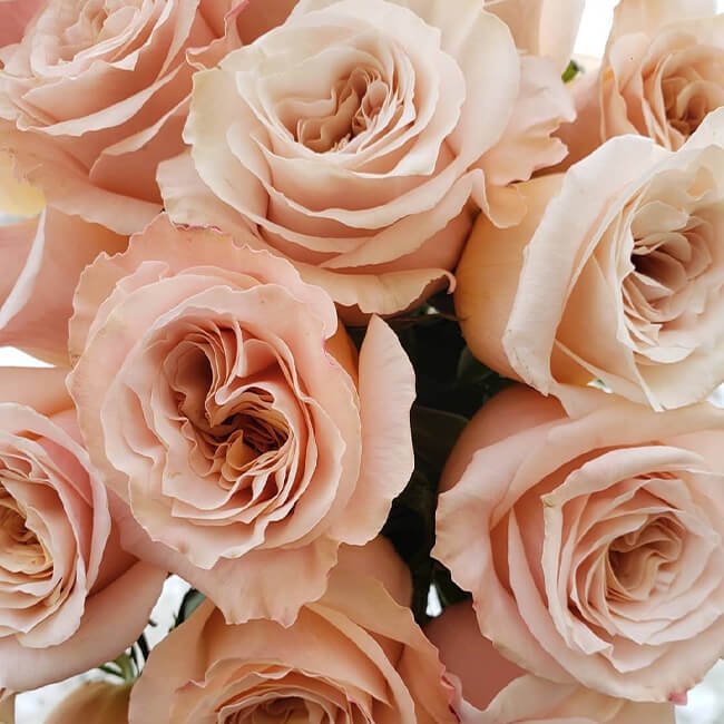 Peach Shimmer Roses Standard Flower Delivery