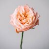 Peach Shimmer Roses Standard Flower Delivery Vancouver