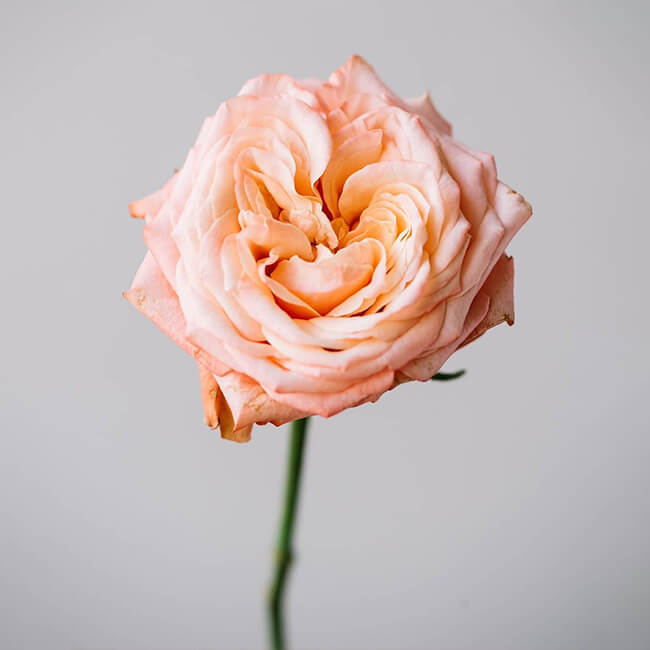 Peach Shimmer Roses Standard Flower Delivery Vancouver