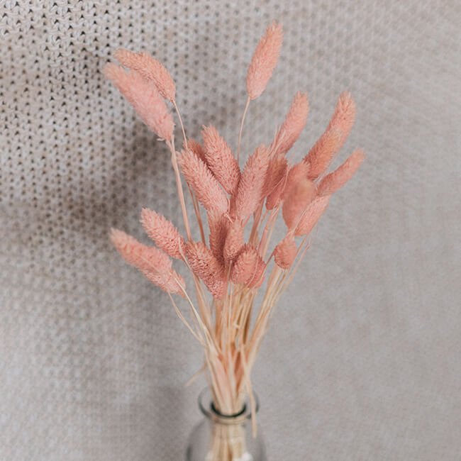 Phalaris_Pink.jpg