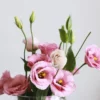 Pink Lisianthus