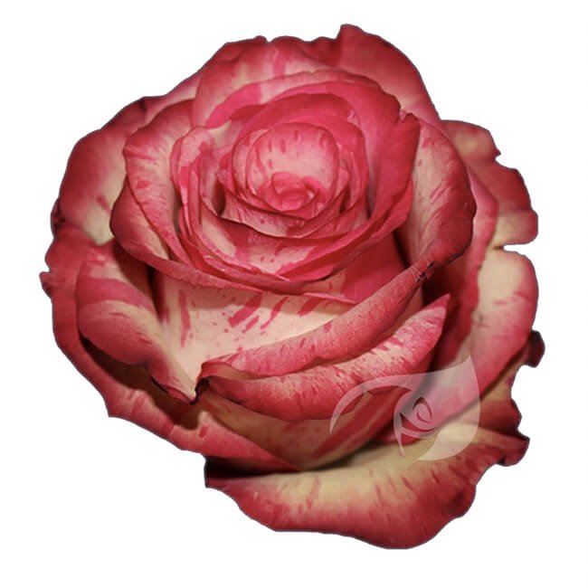 Pink Magic Times Roses Standard Flower Delivery