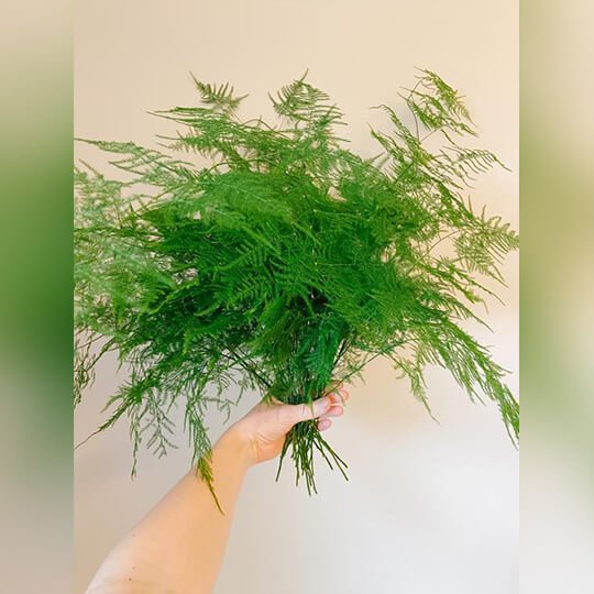 Plumosa Fern Flower Delivery Canada