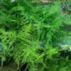 Plumosa Fern Order Flowers Online