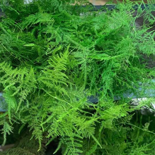 Plumosa Fern Order Flowers Online