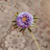 Purple Aster Matsumoto 1