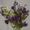 Purple Lisianthus