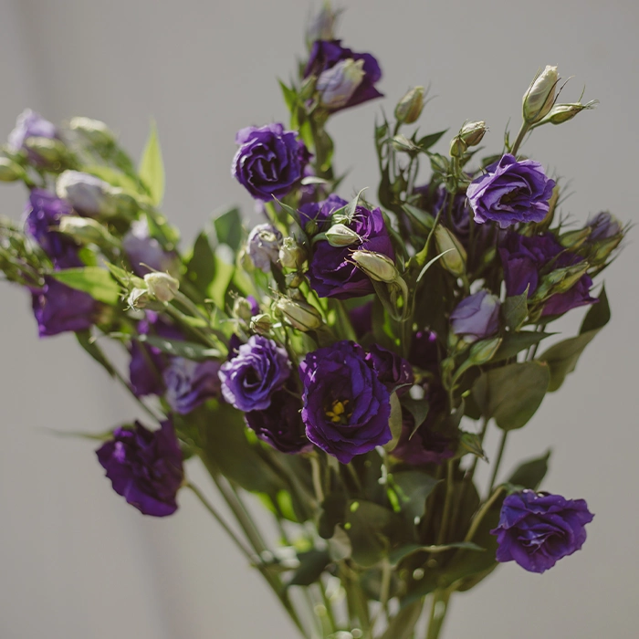 Purple Lisianthus