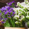 Purple Statice Florist Near Me