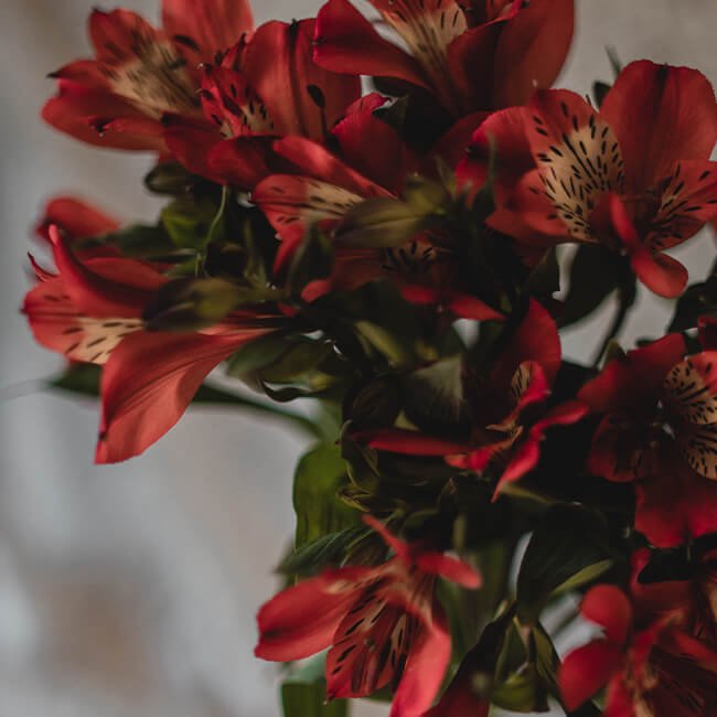 Red Alstromeria Pampas Grass