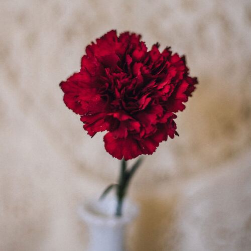 Red Carnation Standard