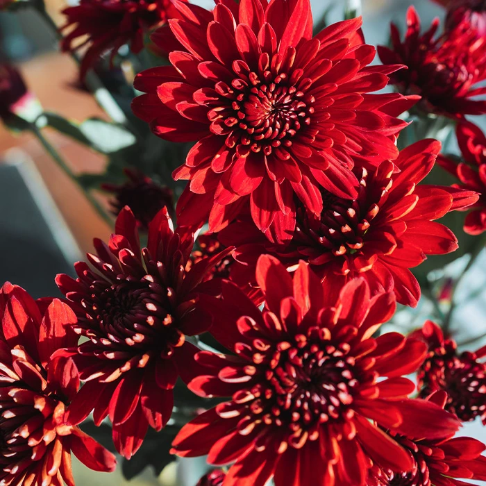 Red Daisy Mums Spray