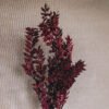 Ruscus Burgundy Delivery Ruscus Burgundy Delivery