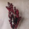 Ruscus_Burgundy_Vancouver.jpg