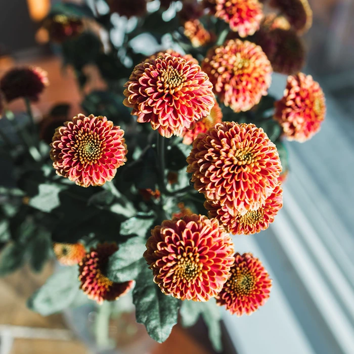 Salmon Peach Mums Pom Pom