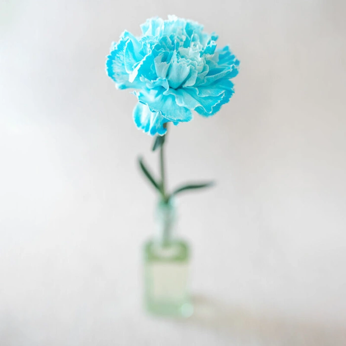 Tinted Blue Carnation Standard