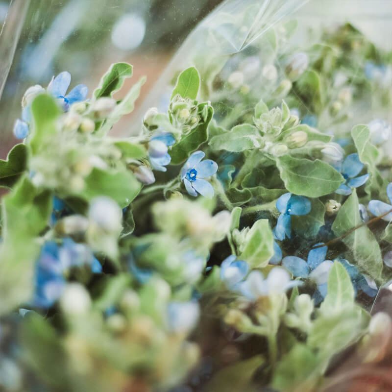 Tweedia Florist Vancouver