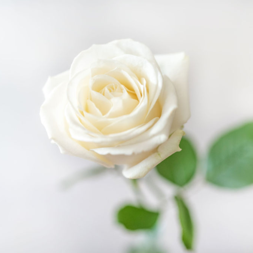 White Roses Standard