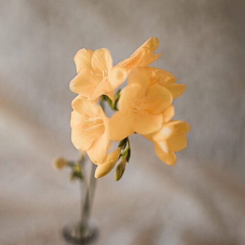 Yellow Freesia Florist Near Me