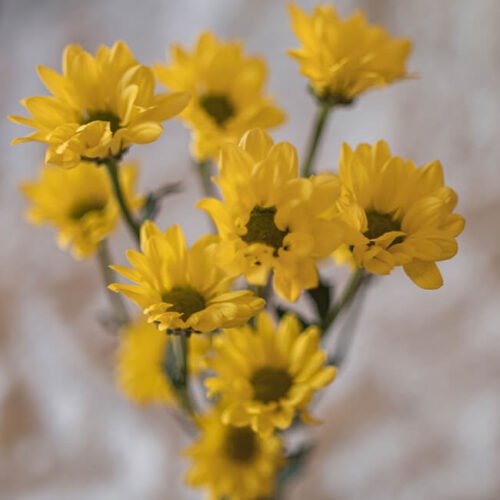 Yellow Mums Spray