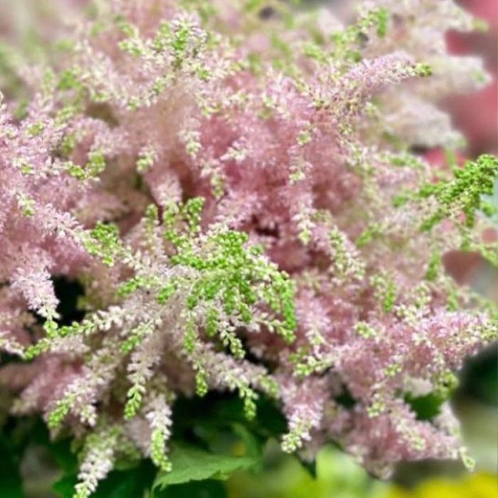 astilbe bulk flowers