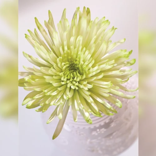 green spirder mum