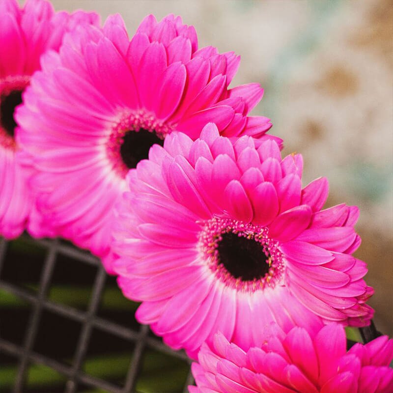 hot pink gerberas