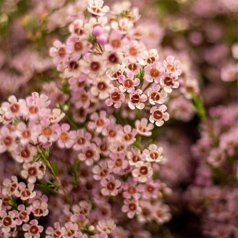 pink waxflower