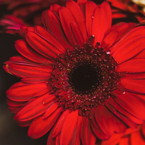 red  gerberas