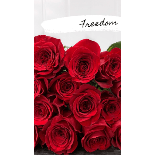 red freedom rose