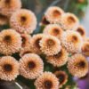 salmon peach pom pom mums