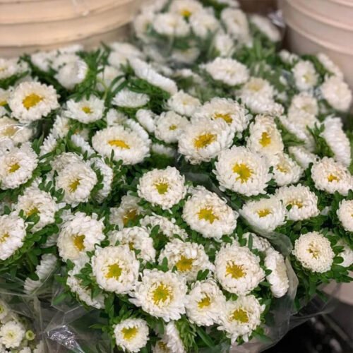 white aster matsumoto