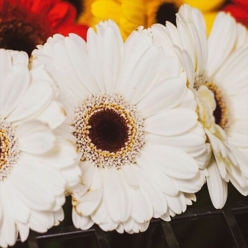 white gerberas